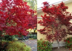 Acer Palmatum Fireglow / Bordó levelű Japán juhar